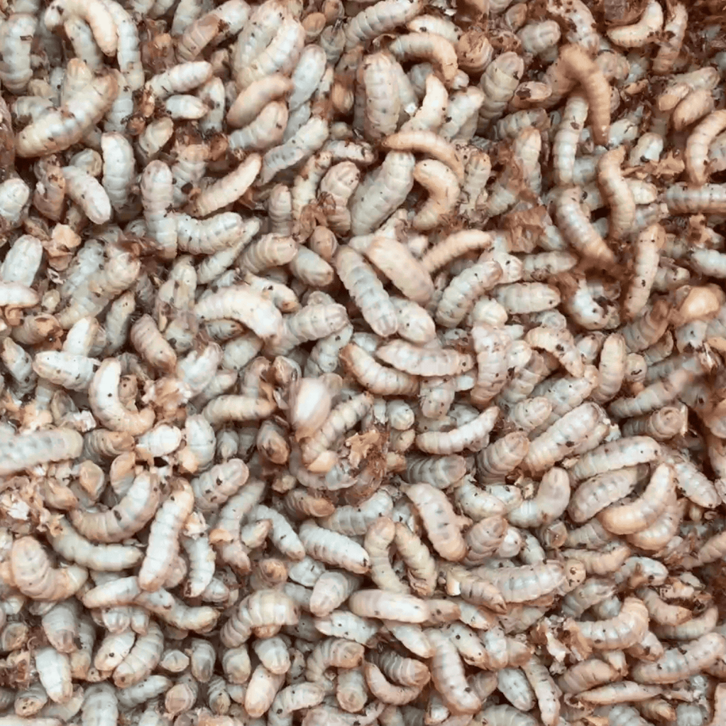 Active culture of live black soldier fly larvae